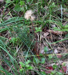 センボンヤリの綿帽子