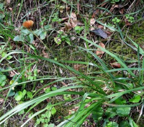 センボンヤリの綿帽子