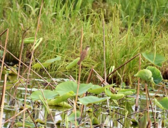 ハスの枯れた茎に止まっているオオヨシキリ