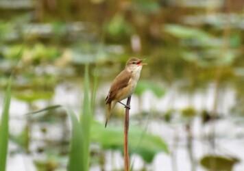 ハスの枯れた茎に止まっているオオヨシキリ