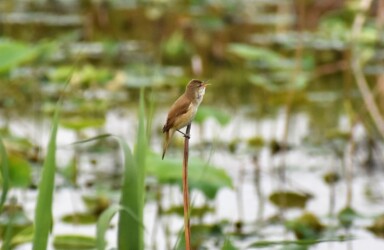 ハスの枯れた茎に止まっているオオヨシキリ