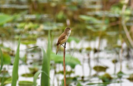 ハスの枯れた茎に止まっているオオヨシキリ