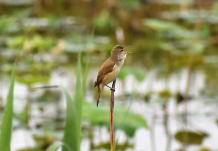ハスの枯れた茎に止まっているオオヨシキリ