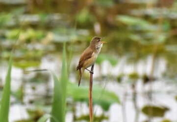 ハスの枯れた茎に止まっているオオヨシキリ
