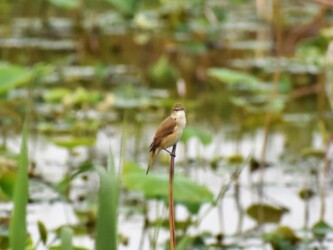 ハスの枯れた茎に止まっているオオヨシキリ