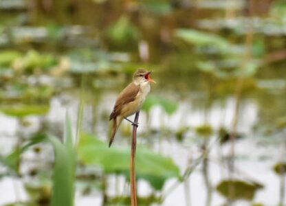 ハスの枯れた茎に止まっているオオヨシキリ
