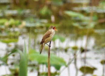 ハスの枯れた茎に止まっているオオヨシキリ