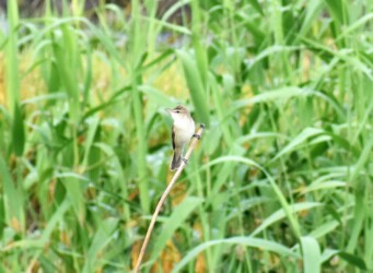 ヨシ原の前に止まったオオヨシキリ