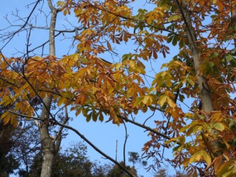 秋のトチノキ