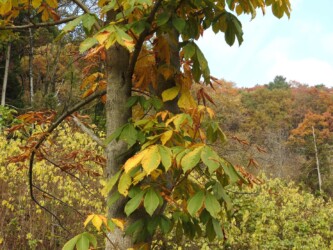 秋のトチノキ