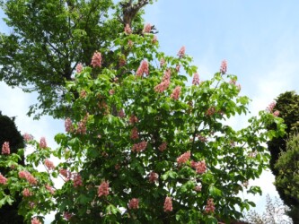 ベニバナトチノキか?