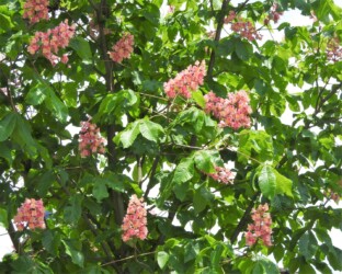 ベニバナトチノキか?