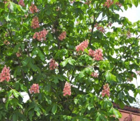 ベニバナトチノキか?