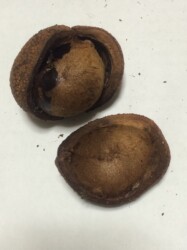 トチの実と種