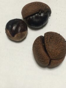 トチの実と種