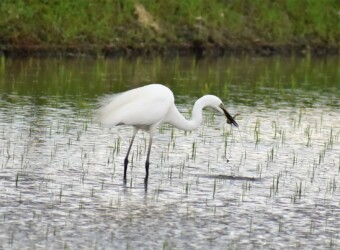 5月22日 婚姻色のダイサギ ドジョウを捕る
