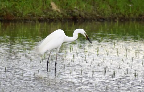5月22日 婚姻色のダイサギ ドジョウを捕る