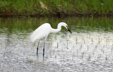 5月22日 婚姻色のダイサギ ドジョウを捕る