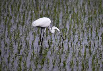 昨年5月26日 ドジョウを捕る