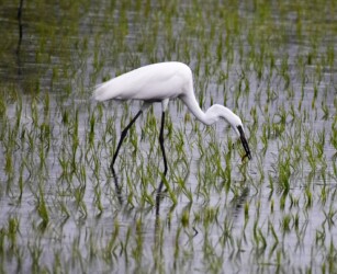 昨年5月26日 ドジョウを捕る