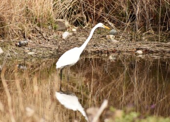 3月8日 魚を捕る