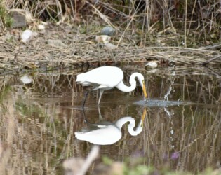 3月8日 魚を捕る