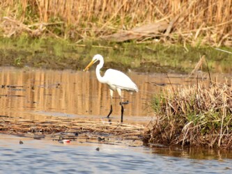 3月19日 魚を捕る