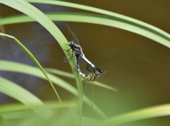 交尾態でとまる