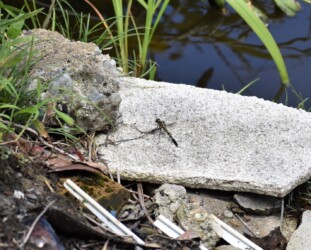 交尾後、メスはじっとしている