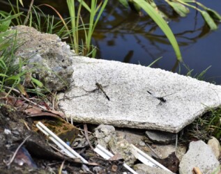 交尾後メスの様子を伺うオス