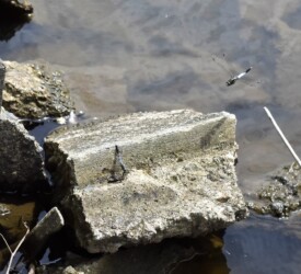 交尾後メスの様子を伺うオス