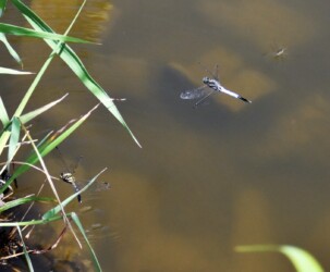 メスの産卵を警護するオス