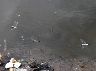 オス同士のせめぎ合い