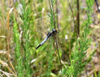 アキアカネを捕ったオス