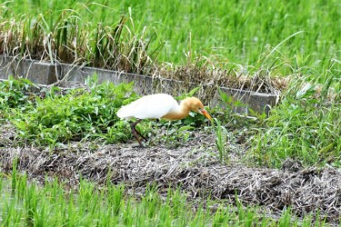 畦の叢で獲物を狙う