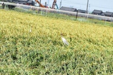 稲穂にいるイナゴを狙う