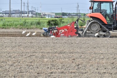 トラクターの後を追いかけて獲物探し