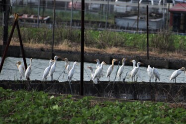 群れのアマサギ