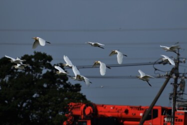 群れで飛翔するアマサギ