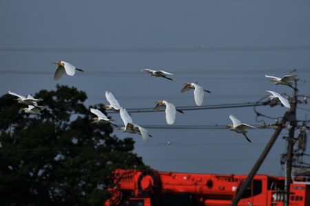 群れで飛翔するアマサギ