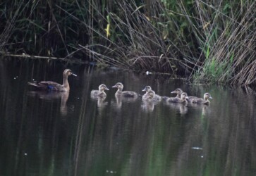 永和の7羽のヒナ