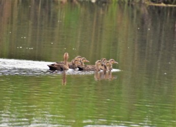 永和の7羽のヒナ