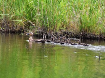 永和の7羽のヒナ