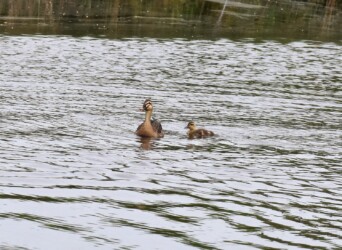 永和の1羽のヒナ