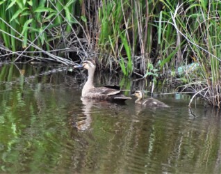 永和の1羽のヒナ
