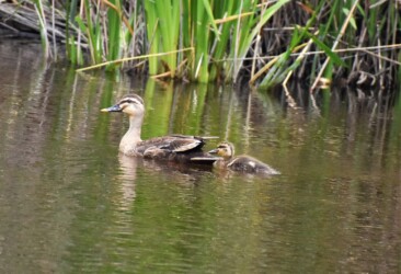 永和の1羽のヒナ