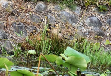 ハス池の用心深いカルガモ親子