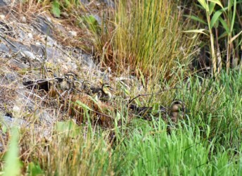 ハス池の用心深いカルガモ親子