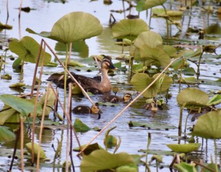 10羽のカルガモ親子