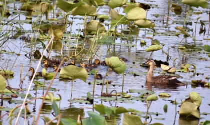 10羽のカルガモ親子